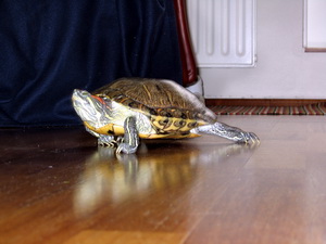 El�sabet � p�ssun