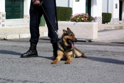 Port�galskur l�gregluhundur