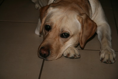 �ula - ��g og stillt!