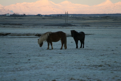 Hestar � vetrarb�ningi