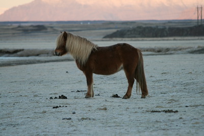 �slenskur hestur � lok jan�ar 2010