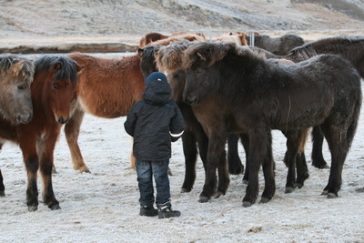 Einar �li � h�p folalda