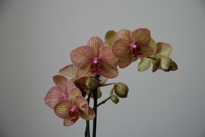 Phalaenopsis