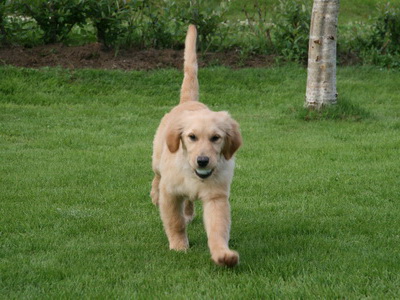 Me� golfk�lu en �a� er einmitt veri� a� �j�lfa hana sem kylfusvein