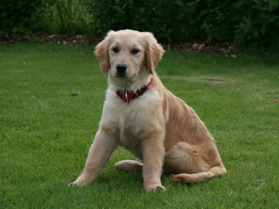 �a� er ekki anna� h�gt en a� �ykja v�nt um �etta d�r