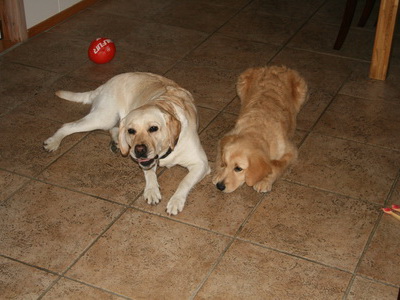 Fr�nkurnar �ula og Perla