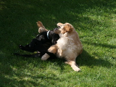 Me� besta vini s�num og n�granna, Le� litla