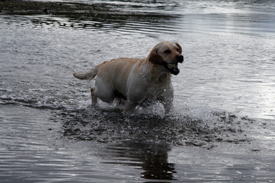 Fr�b�r mynd af �ulu, tekin � september 2011 vi� Hre�avatn