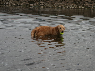 B�in a� n� boltanum