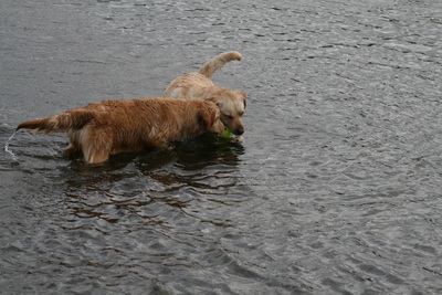 Fr�nkurnar Perla og �ula