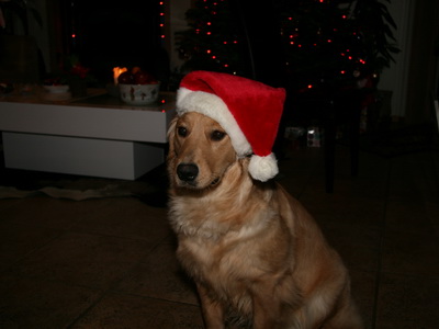 J�lahundurinn 2011