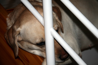 G�� mynd af �ulu