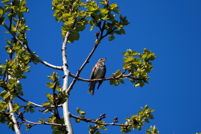 Sk�gar�r�stur � gr�nni grein