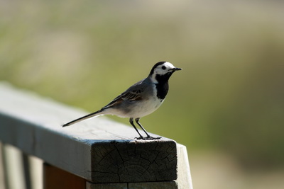 Mar�uerla sem ger�i sig heimakomna