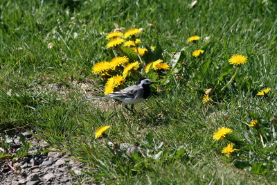 Fallegir litir � �essari mynd