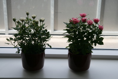 Svo komu fleiri bl�m