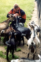 �rni � upp�haldi hj� geitunum, enda var hann me� Cheerios