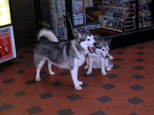 Fallegir hundar � Hovedbaneg�rden