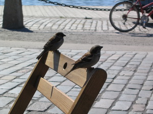 Finnskir sm�fuglar